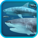 Sharks 3D